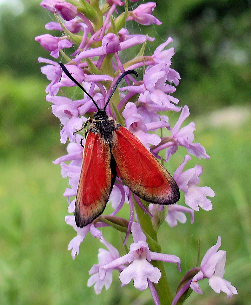 Orchidea delle zanzare